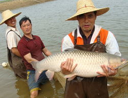 廣東草魚(yú)養(yǎng)殖發(fā)展困局與對(duì)策